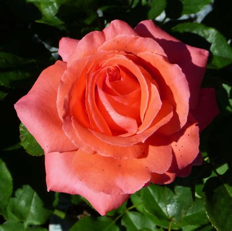 15 Fragrant Roses – Amsterdam Garden Centre