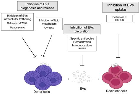 Extracellular Vesicles As Mediators Of Mast Cell Cross Talk With Immune