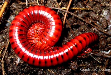 Red Fire Millipede - Roach Crossing