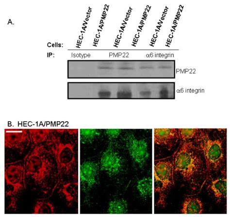 Pmp22 And α6 Integrin Associate With Each Other Hec 1avector Or