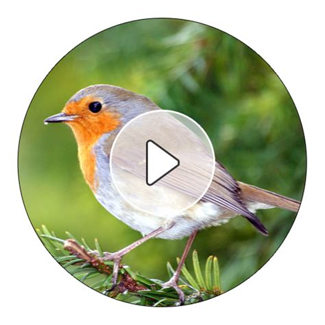 Robin Bird Sounds And Ringtones - App on Amazon Appstore