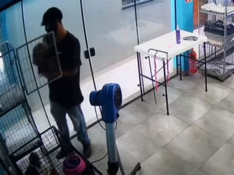 Viralizou Vídeo mostra funcionário de Pet Shop dançando os