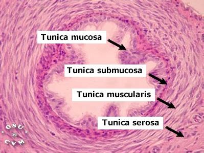 Oviduct Histology