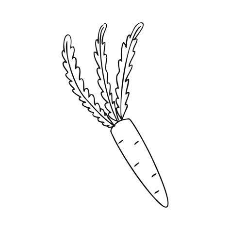 cenouras desenhadas uma linha de contorno à mão desenho esboço de