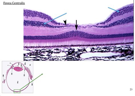 Fovea Centralis Diagram Quizlet