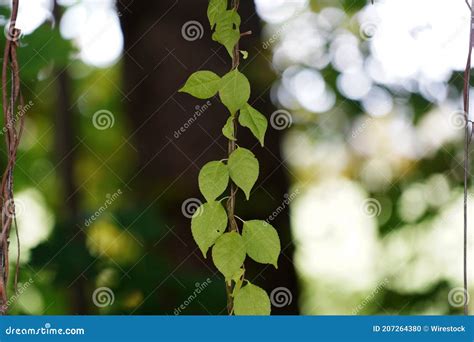 Tir De Focalisation S Lectif D Une Arborescence Lianes Photo Stock