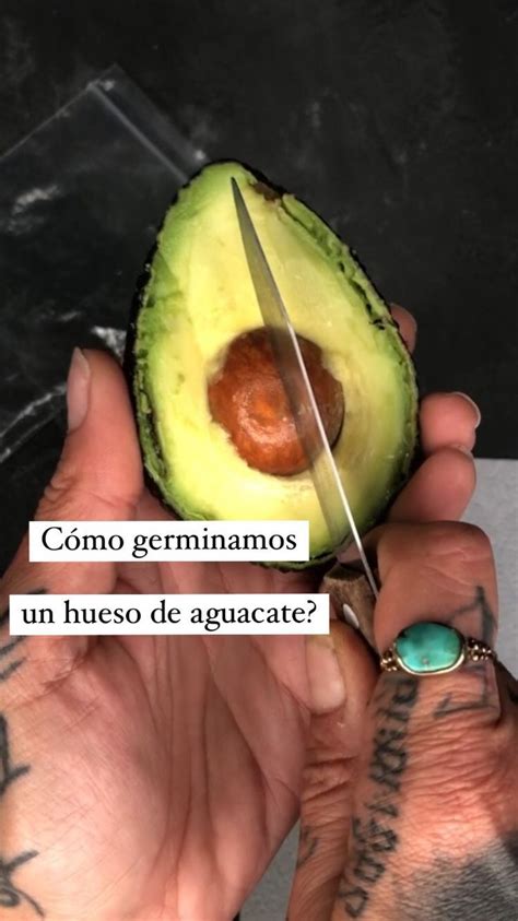 Nenaplantsflow On Instagram Germinar Un Hueso De Aguacate Es Un