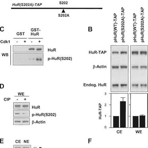 HuR phosphorylation at Ser-202 enhances its nuclear localization. (A)... | Download Scientific ...