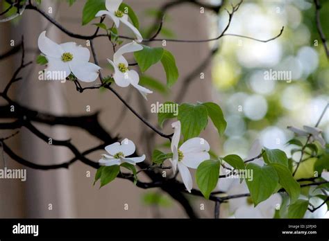 White flowering dogwood Stock Photo - Alamy