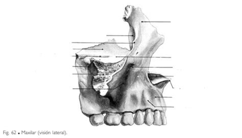 Print Map Quiz Maxilar Biología Anatomia Huesos