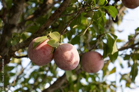 Organic purple plums are ready to pick and eat Stock Photo | Adobe Stock