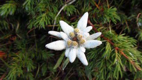 Protection De La Flore Suisse Ce Quil Faut Savoir