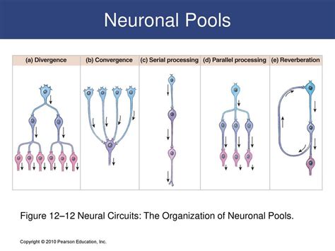 The Spinal Cord Spinal Nerves And Spinal Reflexes C H A P T E R