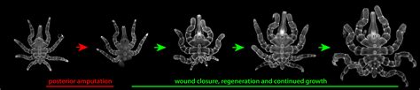 Pycnogonid Biology Evolution