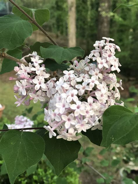 Florida White Fragrant Plants