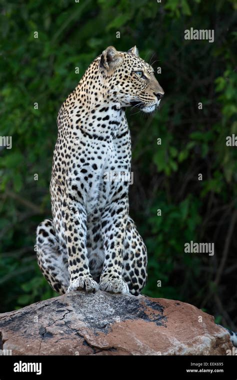 Female Leopard Panthera Pardus Sitting On A Rock Looking For Prey