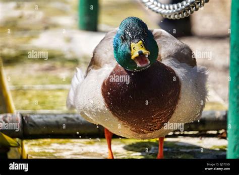 Duck With Open Mouth Stock Photo Alamy