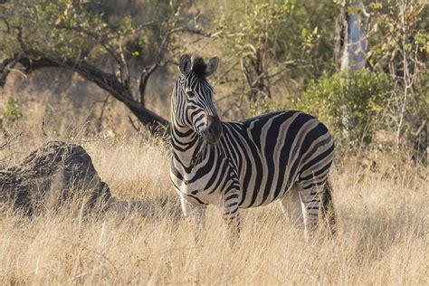 Zebras - Africa Wildlife