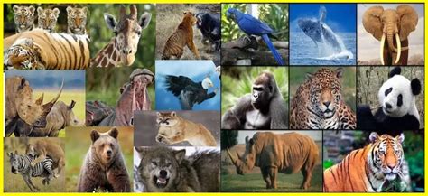 El fascinante mundo de los animales salvajes: ¿Cuántas especies existen? Lumea Animalelor 2024