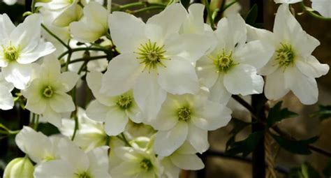 Best Evergreen Clematis For All Year Round Colour