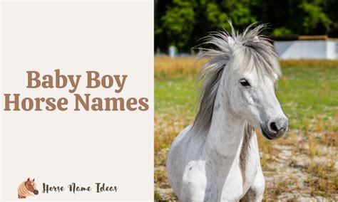 250 Baby Boy Horse Names (With Meanings) - HorseNameIdeas.com