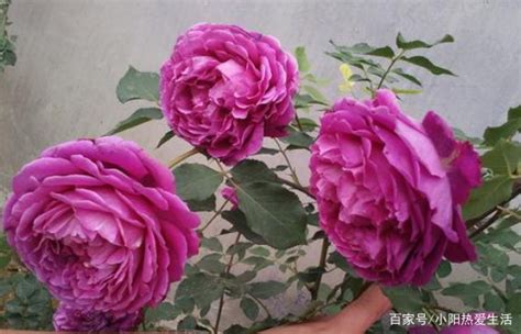 新手养花就养一盆“芳香花园”，花大色艳，香味浓郁，适合盆栽养百科ta说