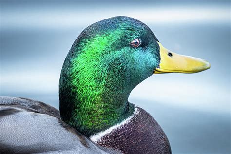 Mallard Drake