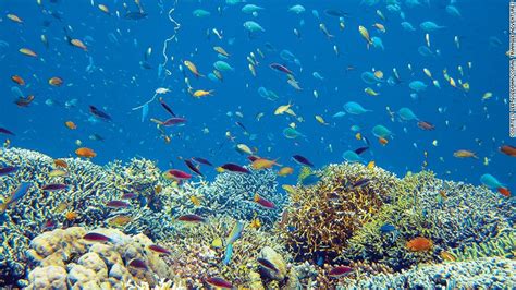 10 of the world's best snorkeling destinations | Most beautiful places ...