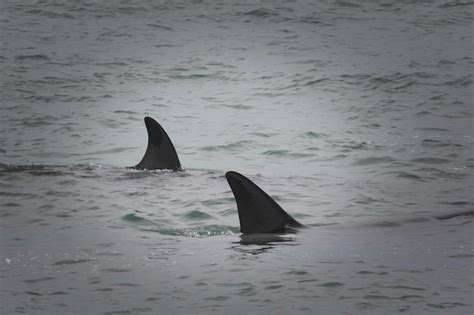 Orcas Cazando Leones Marinos Patagonia Argentina Foto Premium