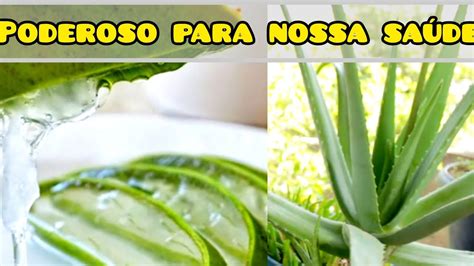 Benef Cios Da Babosa Trata Bact Ria H Pilory E Gastrite Aloevera