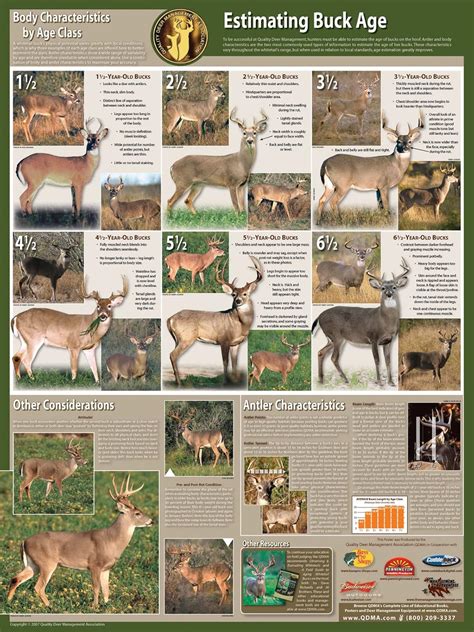 Whitetail Deer Antler Size Chart