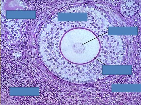 Exercise 41 - Ovary and Oocyte Microscope Slide 1 Diagram | Quizlet