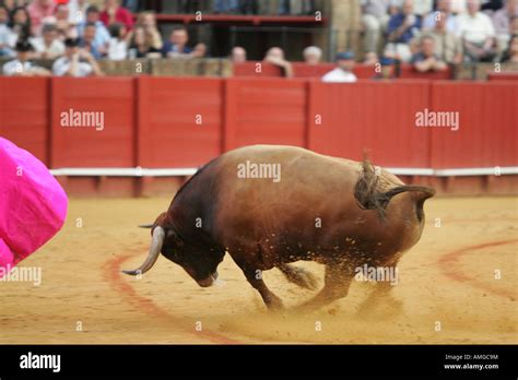 Charging Bull Stock Photo Alamy