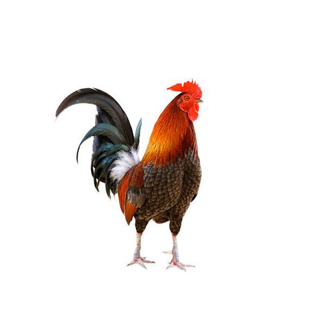 Best Rooster Stock Photos Pictures And Royalty Free Images Istock