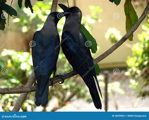 Love Crows Stock Image Image Of Beaks Together Togetherness 4839965