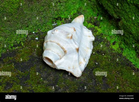 Conch shell india hi-res stock photography and images - Alamy