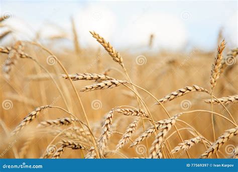 Campo De Trigo Dourado E Dia Ensolarado Imagem De Stock Imagem De