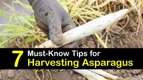 7 Must-Know Tips for Harvesting Asparagus