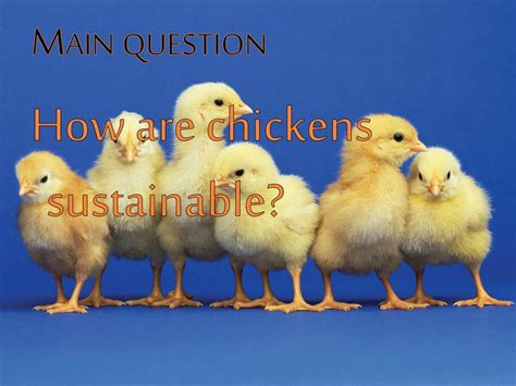 Ppt Chickens Powerpoint Presentation Free Download Id1560789