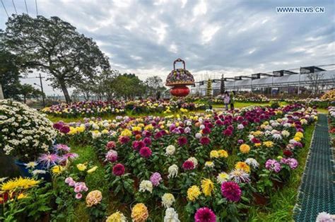 Chrysanthemum Exhibition Held In E China S Zhejiang Global Times