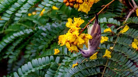 Birds Purple Rumped Sunbird Female Sachin Sawhney Flickr