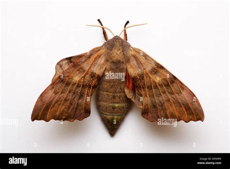 Poplar Hawk Moth Once It Turns From Pupa To Moth It Doesn T Eat