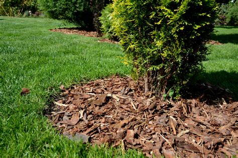 19 Types Of Garden Mulch And How To Use Them