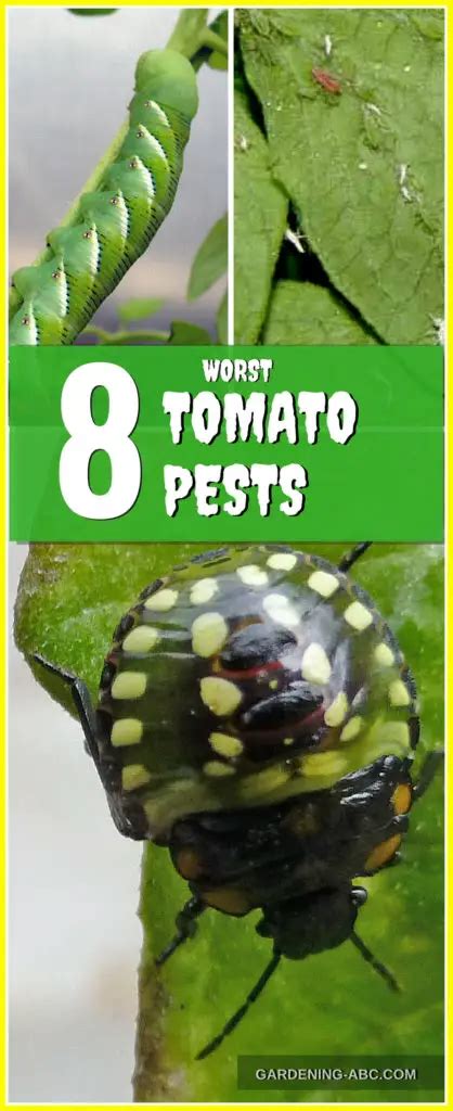 8 Most Deadliest Tomato Pests That Can Destroy Your Tomato Garden