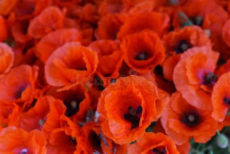 Un Ramo De Amapolas De Campo En Una Tabla En Un Florero Foto De Archivo