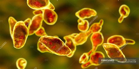 Mycoplasma Genitalium Parasitic Bacteria Digital Illustration Non