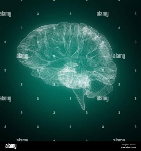 Human Brain Hi Res Stock Photography And Images Alamy