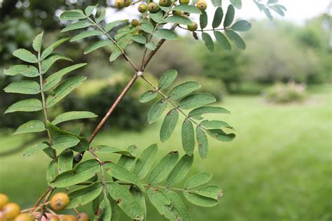 Sorbus aucuparia | Tree Species Selector (Alberta)