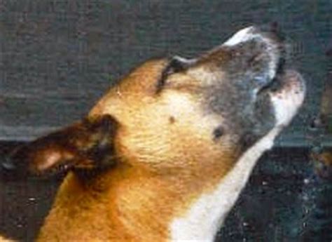 basenji language, the vocal comunication