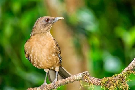 5 Wondrous Birds In Costa Rica For Birding Vacationers To See